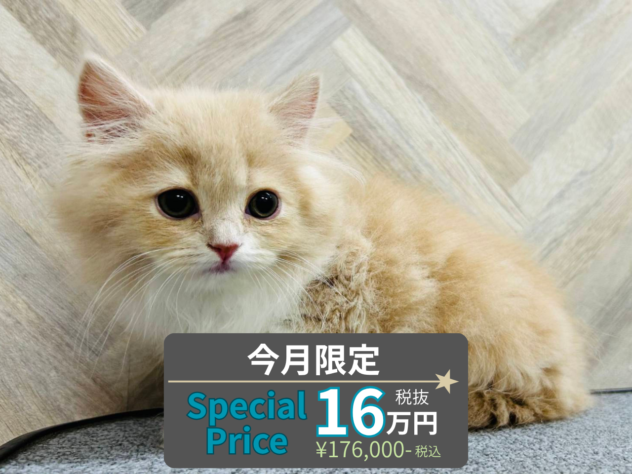 岡山県のスコティッシュフォールド (アミーゴ水島店/2026年3月17日生まれ/女の子/クリームホワイト)の子猫の1枚目の画像
