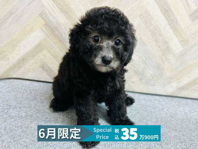 岡山県のトイプードル(トイ) (アミーゴ水島店/2026年3月21日生まれ/女の子/シルバー)の子犬の1枚目の画像