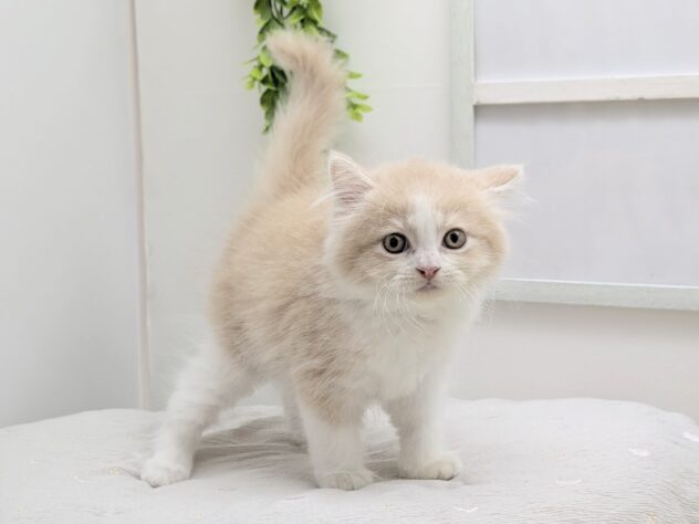 福島県のマンチカン (アミーゴ会津若松店/2026年3月19日生まれ/男の子/クリームタビーホワイト)の子猫の2枚目の画像