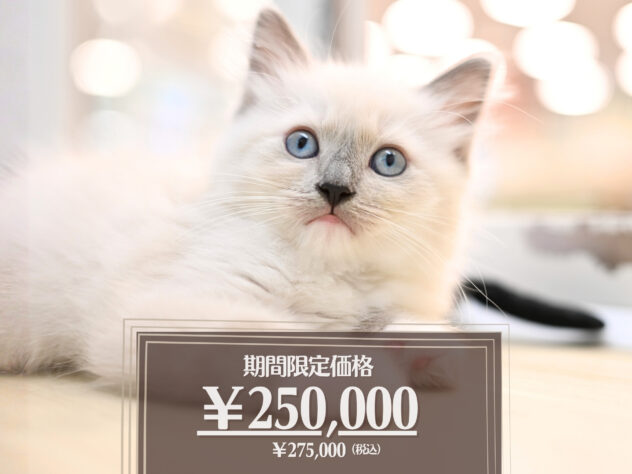 岡山県のラグドール (アミーゴ大安寺店/2026年2月15日生まれ/女の子/ブルーポイントミテッド)の子猫の1枚目の画像
