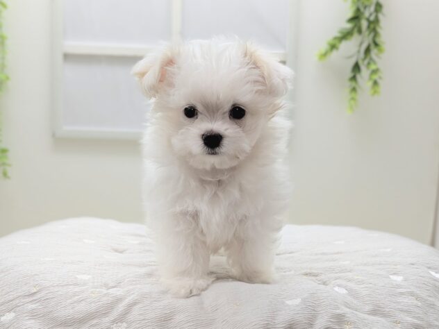 福島県のハーフ犬・ミックス犬 (アミーゴ会津若松店/2026年2月24日生まれ/男の子/06 ホワイト系)の子犬の2枚目の画像