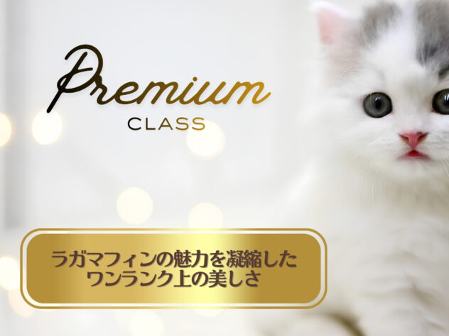 岡山県のラガマフィン (アミーゴ大安寺店/2026年3月10日生まれ/女の子/ブルータビーホワイトバン)の子猫の2枚目の画像