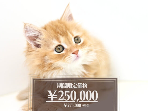 岡山県のスコティッシュストレート (アミーゴ大安寺店/2026年3月16日生まれ/女の子/レッドタビーホワイト)の子猫の1枚目の画像