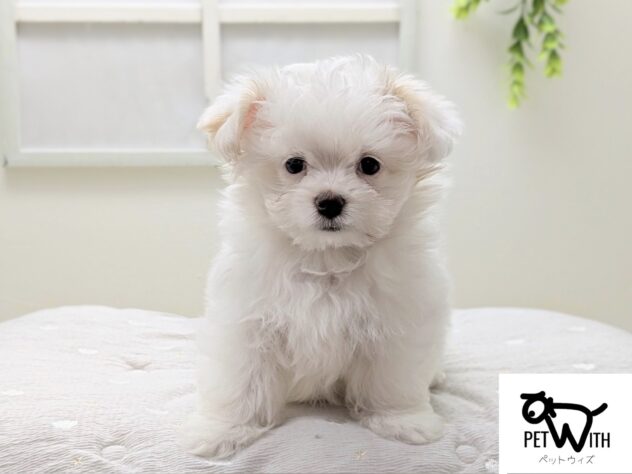 福島県のハーフ犬・ミックス犬 (アミーゴ会津若松店/2026年2月24日生まれ/男の子/06 ホワイト系)の子犬の1枚目の画像