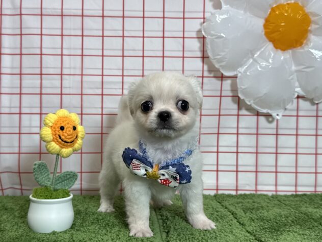 山形県のハーフ犬・ミックス犬 (アミーゴ酒田店/2026年3月31日生まれ/男の子/クリーム)の子犬の3枚目の画像