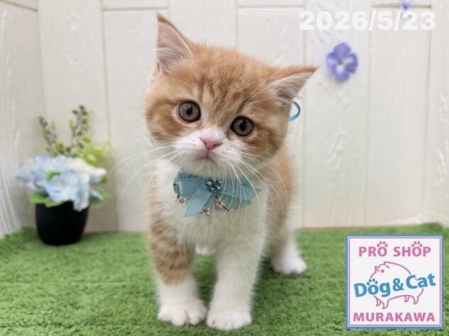 広島県のハーフ猫・ミックス猫 (アミーゴ大町店/2026年3月19日生まれ/男の子/レッドタビーホワイト)の子猫の3枚目の画像