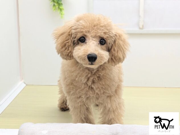 福島県のトイプードル(トイ) (アミーゴ会津若松店/2026年1月4日生まれ/女の子/アプリコット)の子犬の1枚目の画像