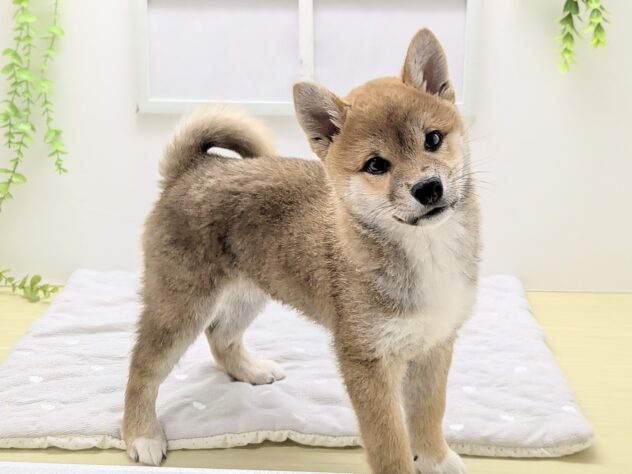 福島県の柴犬(標準サイズ) (アミーゴ会津若松店/2026年2月14日生まれ/男の子/赤)の子犬の2枚目の画像