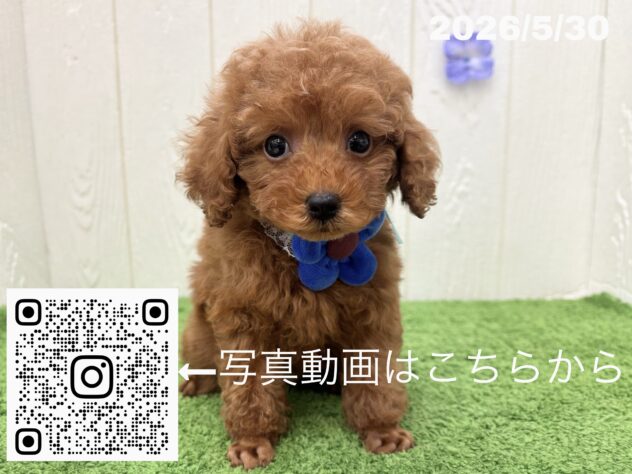 広島県のトイプードル(トイ) (アミーゴ大町店/2026年4月2日生まれ/男の子/レッドフォーン)の子犬の3枚目の画像