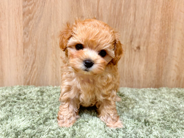 広島県のハーフ犬・ミックス犬 (アミーゴ広島商工センター店/2026年3月25日生まれ/女の子/クリーム)の子犬の1枚目の画像