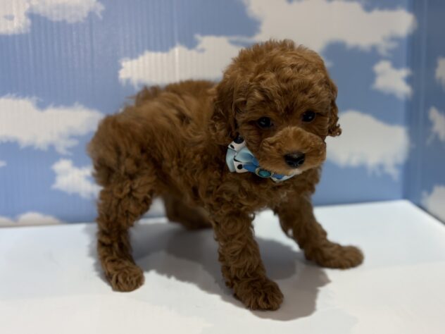 山形県のトイプードル(トイ) (アミーゴ山形南店/2026年3月2日生まれ/男の子/レッドフォーン)の子犬の2枚目の画像
