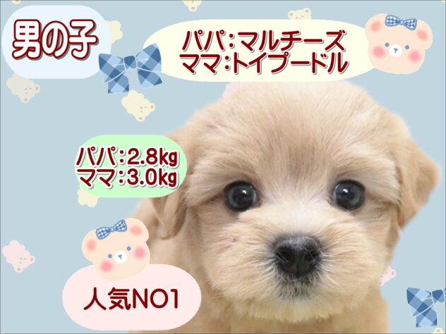 大阪府のハーフ犬・ミックス犬 (アミーゴ鳳店/2026年3月27日生まれ/男の子/クリーム)の子犬の1枚目の画像