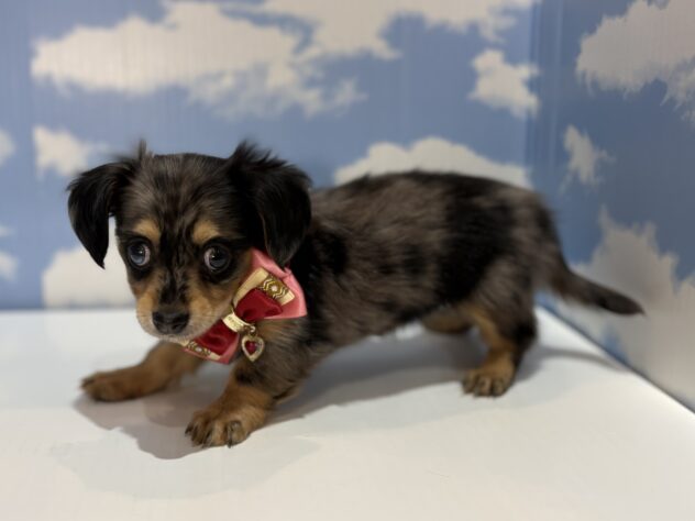 山形県のハーフ犬・ミックス犬 (アミーゴ山形南店/2026年3月27日生まれ/男の子/シルバーダップル)の子犬の3枚目の画像
