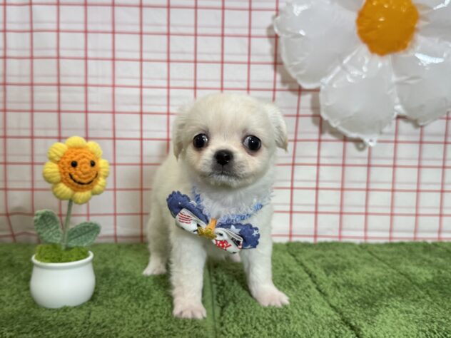 山形県のハーフ犬・ミックス犬 (アミーゴ酒田店/2026年3月31日生まれ/男の子/クリーム)の子犬の1枚目の画像