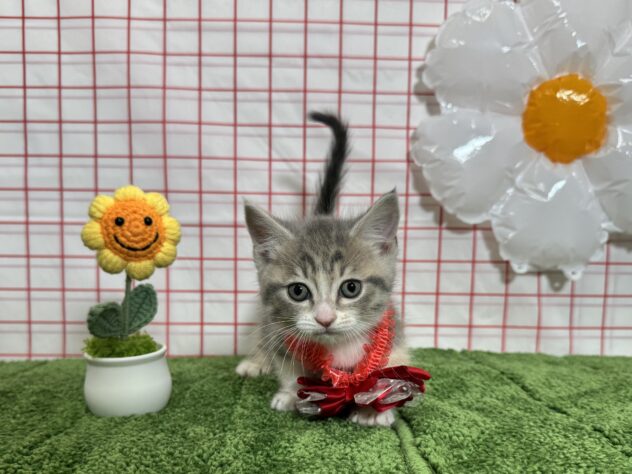 山形県のマンチカン (アミーゴ酒田店/2026年3月5日生まれ/女の子/ブルータビーホワイト)の子猫の2枚目の画像