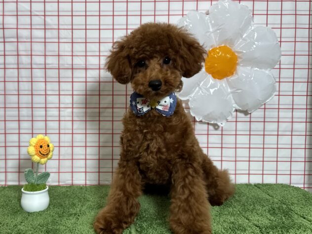 山形県のトイプードル(トイ) (アミーゴ酒田店/2025年12月31日生まれ/男の子/レッドフォーン)の子犬の2枚目の画像