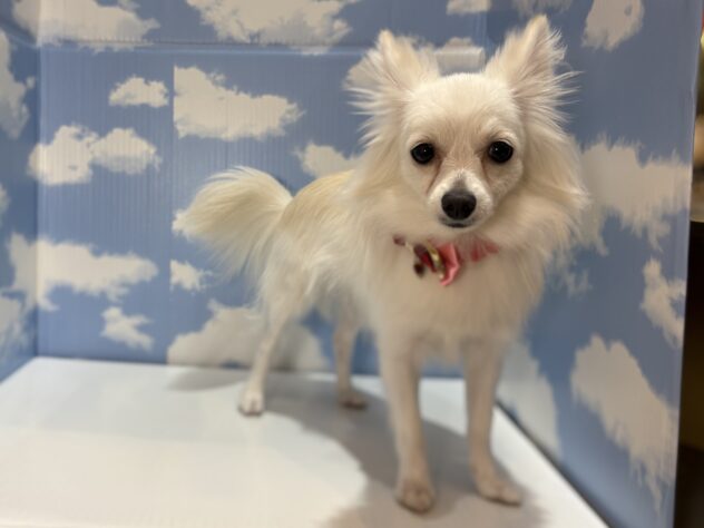 山形県のハーフ犬・ミックス犬 (アミーゴ山形南店/2025年8月16日生まれ/女の子/クリーム)の子犬の1枚目の画像