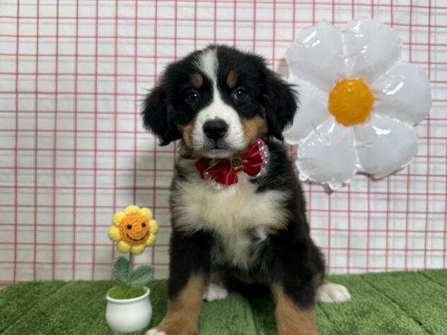山形県のバーニーズマウンテンドッグ (アミーゴ酒田店/2026年3月10日生まれ/女の子/ブラックラストホワイト)の子犬