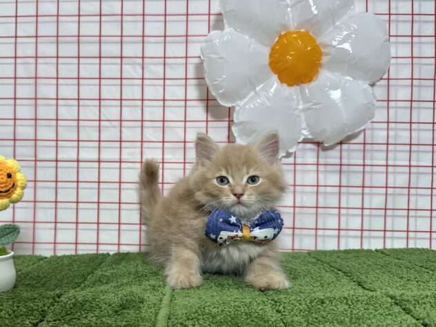 山形県のサイベリアン (アミーゴ酒田店/2026年3月6日生まれ/男の子/クリームタビーホワイト)の子猫の2枚目の画像