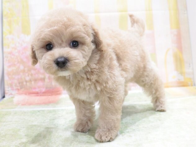 大阪府のハーフ犬・ミックス犬 (アミーゴ鳳店/2026年3月18日生まれ/男の子/クリーム)の子犬の2枚目の画像
