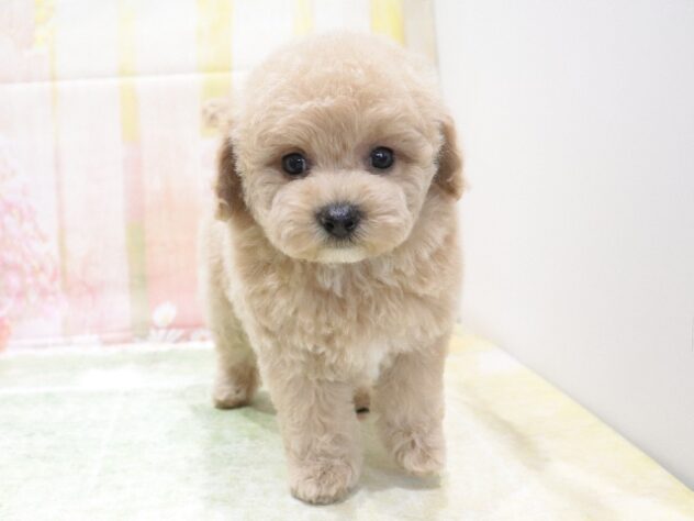大阪府のハーフ犬・ミックス犬 (アミーゴ鳳店/2026年3月18日生まれ/男の子/クリーム)の子犬の3枚目の画像