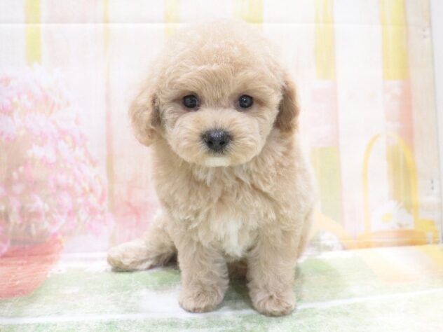 大阪府のハーフ犬・ミックス犬 (アミーゴ鳳店/2026年3月18日生まれ/男の子/クリーム)の子犬の4枚目の画像