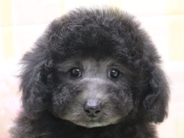 大阪府のトイプードル(トイ) (アミーゴ鳳店/2026年3月18日生まれ/男の子/グレー)の子犬の2枚目の画像