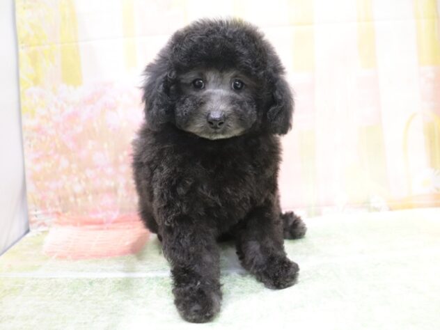 大阪府のトイプードル(トイ) (アミーゴ鳳店/2026年3月18日生まれ/男の子/グレー)の子犬の3枚目の画像