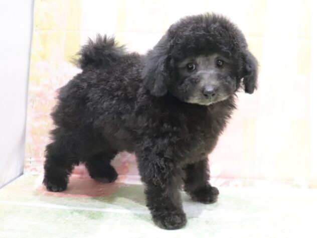 大阪府のトイプードル(トイ) (アミーゴ鳳店/2026年3月18日生まれ/男の子/グレー)の子犬の4枚目の画像