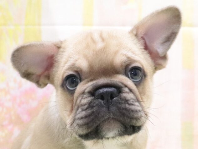 大阪府のフレンチブルドッグ (アミーゴ鳳店/2026年3月3日生まれ/男の子/フォーンホワイト)の子犬の2枚目の画像
