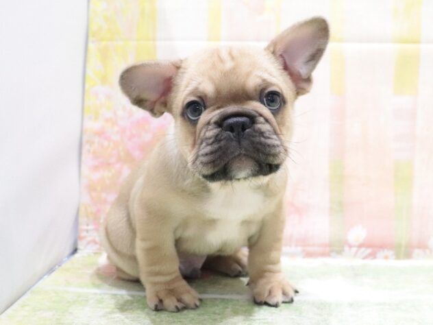 大阪府のフレンチブルドッグ (アミーゴ鳳店/2026年3月3日生まれ/男の子/フォーンホワイト)の子犬の3枚目の画像