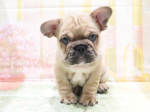 大阪府のフレンチブルドッグ (アミーゴ鳳店/2026年3月3日生まれ/男の子/フォーンホワイト)の子犬の4枚目の画像