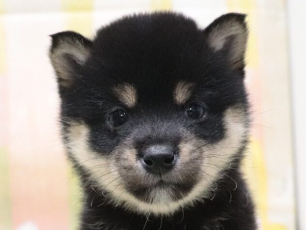 大阪府の豆柴 (アミーゴ鳳店/2026年3月5日生まれ/女の子/黒)の子犬の2枚目の画像