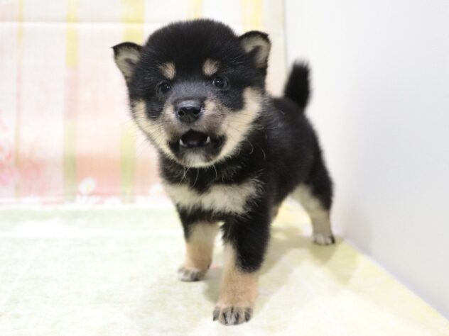 大阪府の豆柴 (アミーゴ鳳店/2026年3月5日生まれ/女の子/黒)の子犬の4枚目の画像