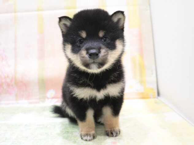 大阪府の豆柴 (アミーゴ鳳店/2026年3月5日生まれ/女の子/黒)の子犬の3枚目の画像