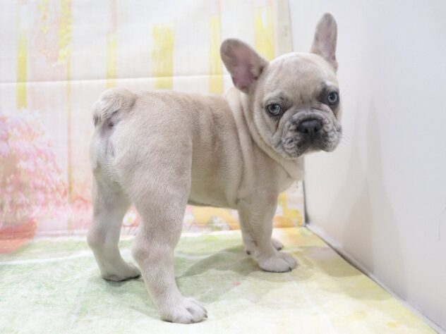 大阪府のフレンチブルドッグ (アミーゴ鳳店/2026年3月23日生まれ/男の子/イザベラマール)の子犬の2枚目の画像