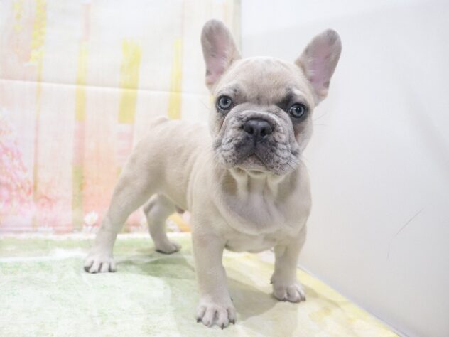 大阪府のフレンチブルドッグ (アミーゴ鳳店/2026年3月23日生まれ/男の子/イザベラマール)の子犬の3枚目の画像