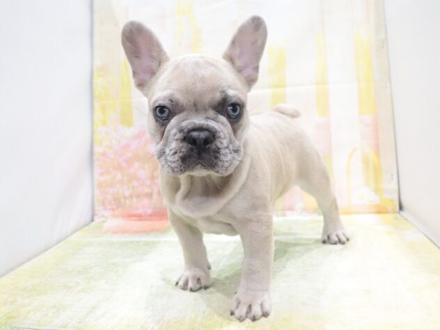 大阪府のフレンチブルドッグ (アミーゴ鳳店/2026年3月23日生まれ/男の子/イザベラマール)の子犬の4枚目の画像