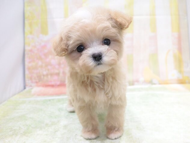 大阪府のハーフ犬・ミックス犬 (アミーゴ鳳店/2026年3月21日生まれ/男の子/アプリコット)の子犬の2枚目の画像