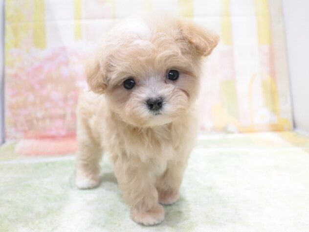 大阪府のハーフ犬・ミックス犬 (アミーゴ鳳店/2026年3月21日生まれ/男の子/アプリコット)の子犬の3枚目の画像