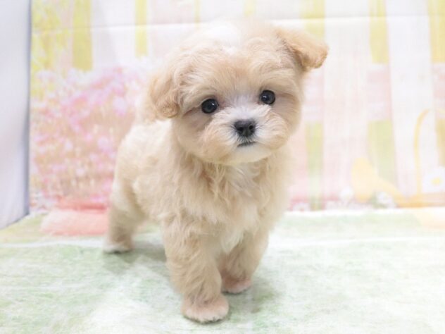 大阪府のハーフ犬・ミックス犬 (アミーゴ鳳店/2026年3月21日生まれ/男の子/アプリコット)の子犬の4枚目の画像