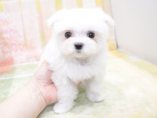 大阪府のマルチーズ (アミーゴ鳳店/2026年3月23日生まれ/女の子/ホワイト)の子犬の2枚目の画像