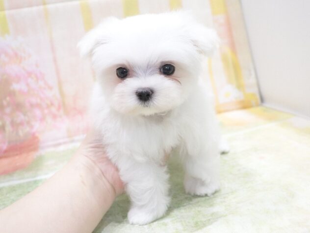 大阪府のマルチーズ (アミーゴ鳳店/2026年3月23日生まれ/女の子/ホワイト)の子犬の3枚目の画像