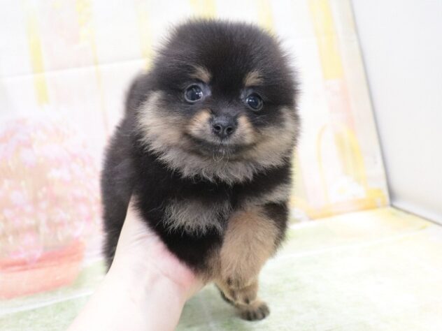 大阪府のポメラニアン (アミーゴ鳳店/2026年3月22日生まれ/男の子/ブラックタン)の子犬の2枚目の画像