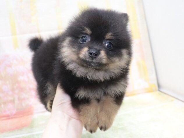 大阪府のポメラニアン (アミーゴ鳳店/2026年3月22日生まれ/男の子/ブラックタン)の子犬の3枚目の画像