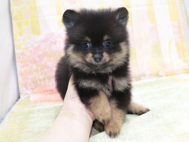 大阪府のポメラニアン (アミーゴ鳳店/2026年3月22日生まれ/男の子/ブラックタン)の子犬の4枚目の画像