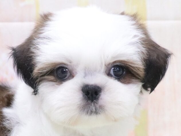 大阪府のシーズー (アミーゴ鳳店/2026年3月20日生まれ/男の子/ゴールドホワイト)の子犬の2枚目の画像