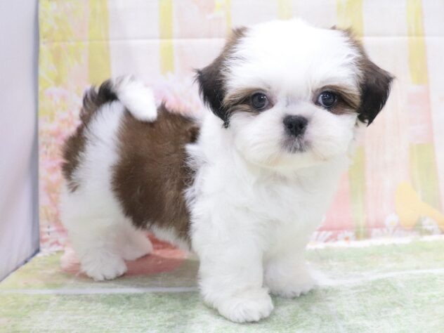 大阪府のシーズー (アミーゴ鳳店/2026年3月20日生まれ/男の子/ゴールドホワイト)の子犬の3枚目の画像
