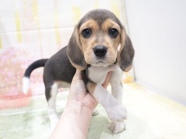 大阪府のビーグル (アミーゴ鳳店/2026年3月24日生まれ/女の子/ブラックホワイトタン)の子犬の2枚目の画像
