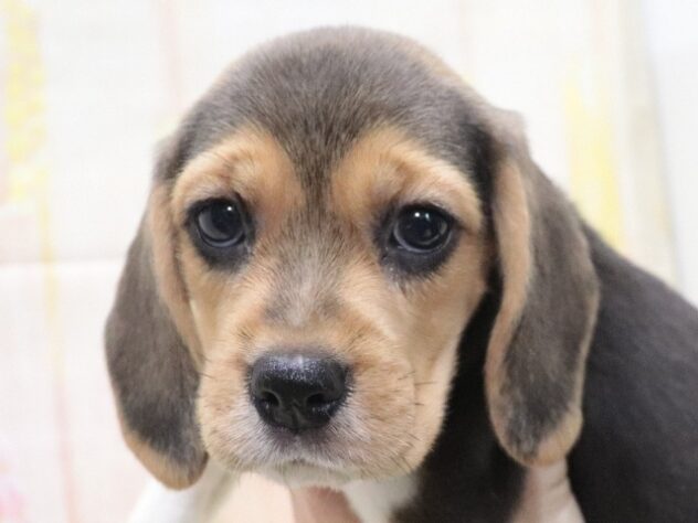 大阪府のビーグル (アミーゴ鳳店/2026年3月24日生まれ/女の子/ブラックホワイトタン)の子犬の3枚目の画像